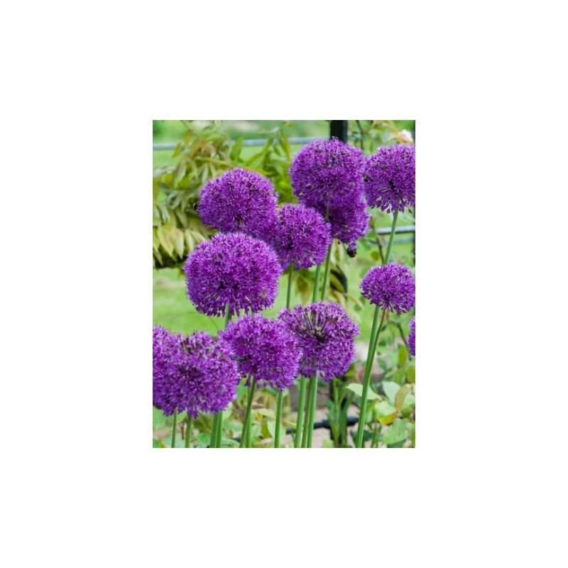 Allium Purple Sensation 15 stuks