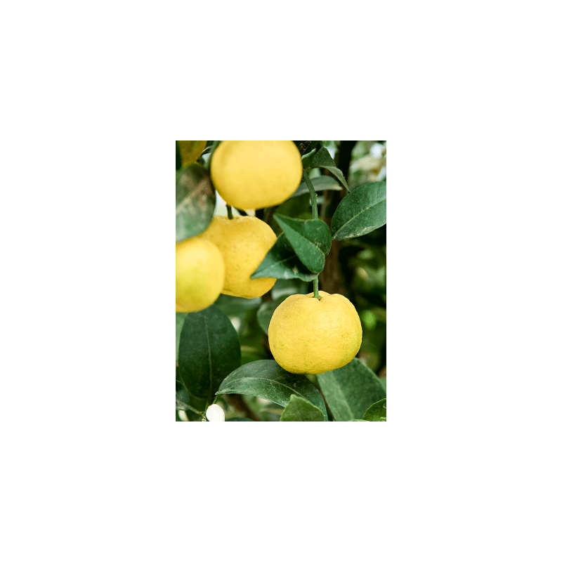 Citrus Pursha