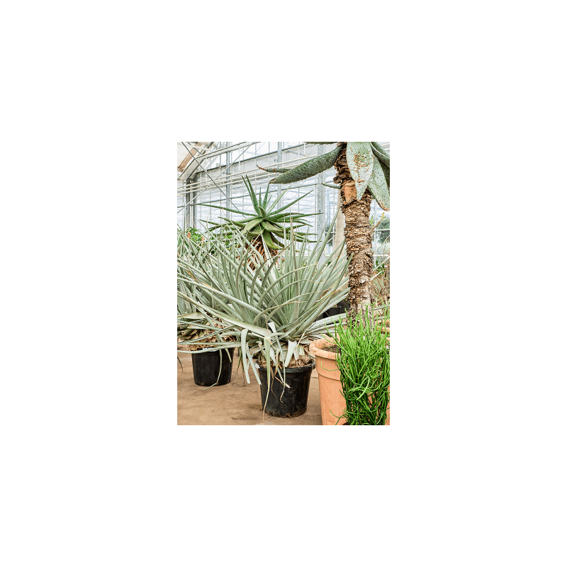 Puya harmsii