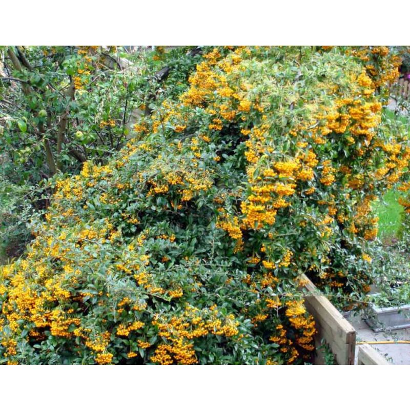 Pyracantha 'Golden Charmer'