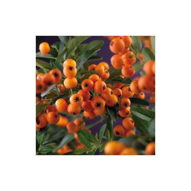 Pyracantha 'Golden Charmer'