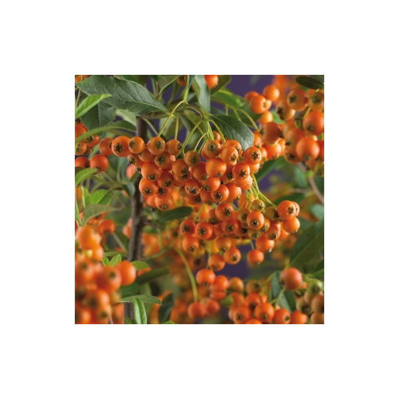 Pyracantha 'Orange Charmer'