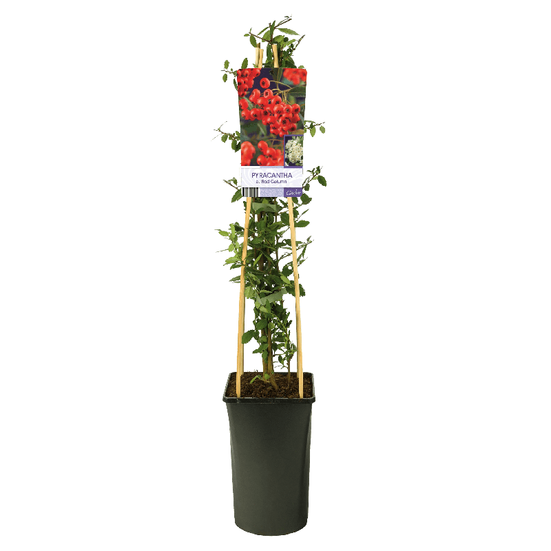 Pyracantha coccinea 'Red Column'