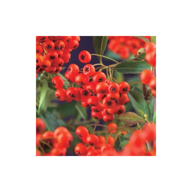 Pyracantha coccinea 'Red Column'