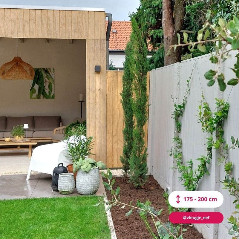 Cupressus Pyramidalis