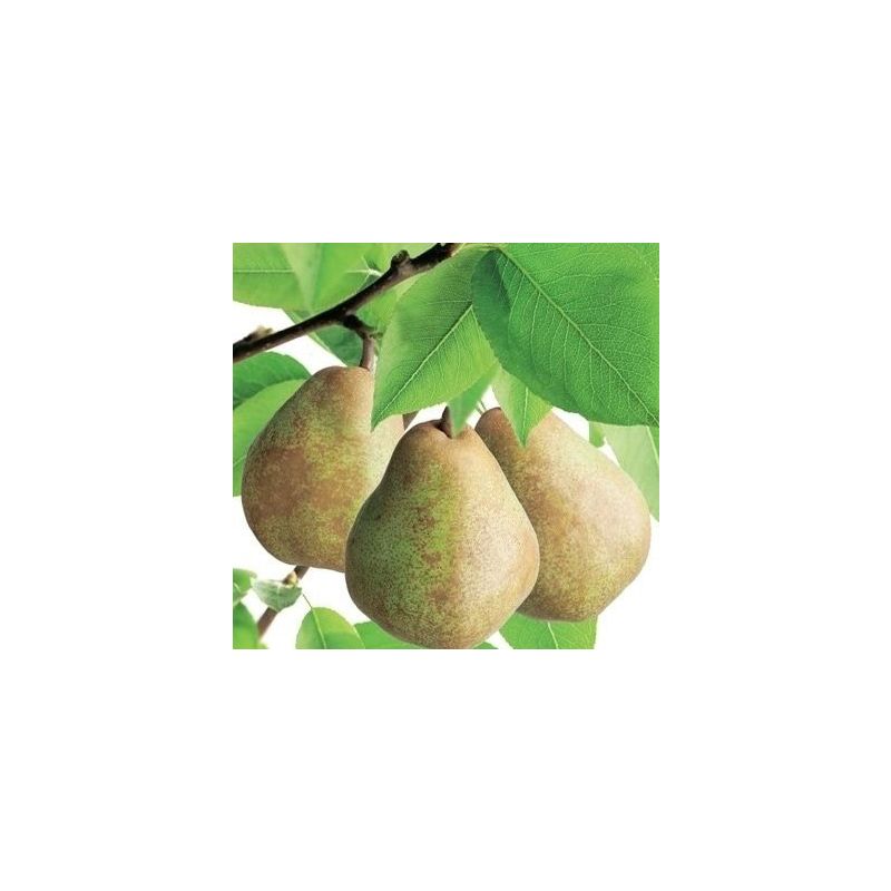 Pyrus Communis 'Doyenne du Comice'