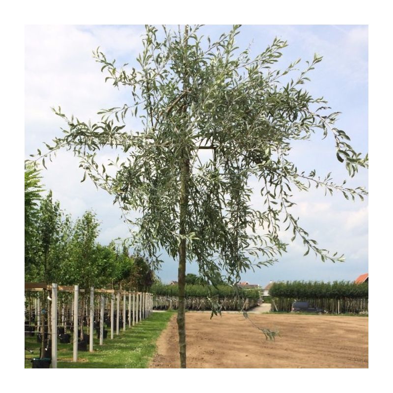 Pyrus Salicifolia 'Pendula'