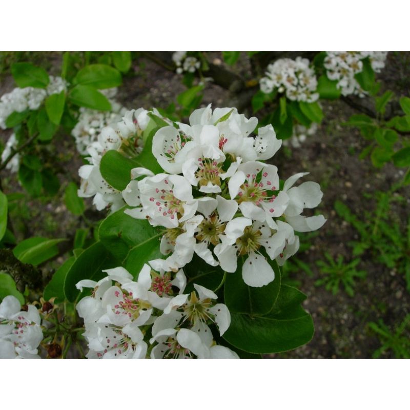 Pyrus Communis 'Beurré Hardy' - leiboom