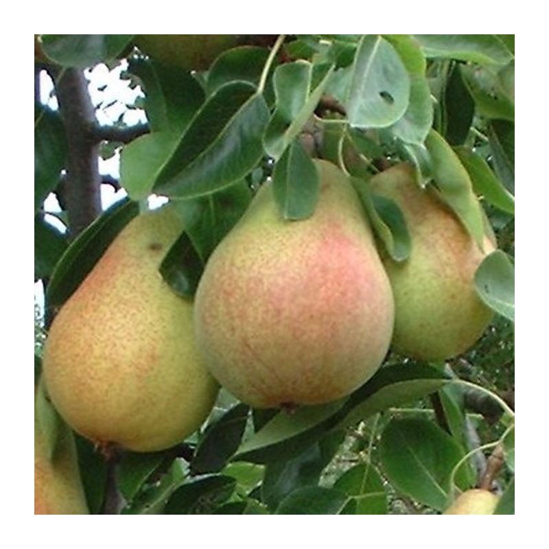 Pyrus Clapp's Favourite - leiboom