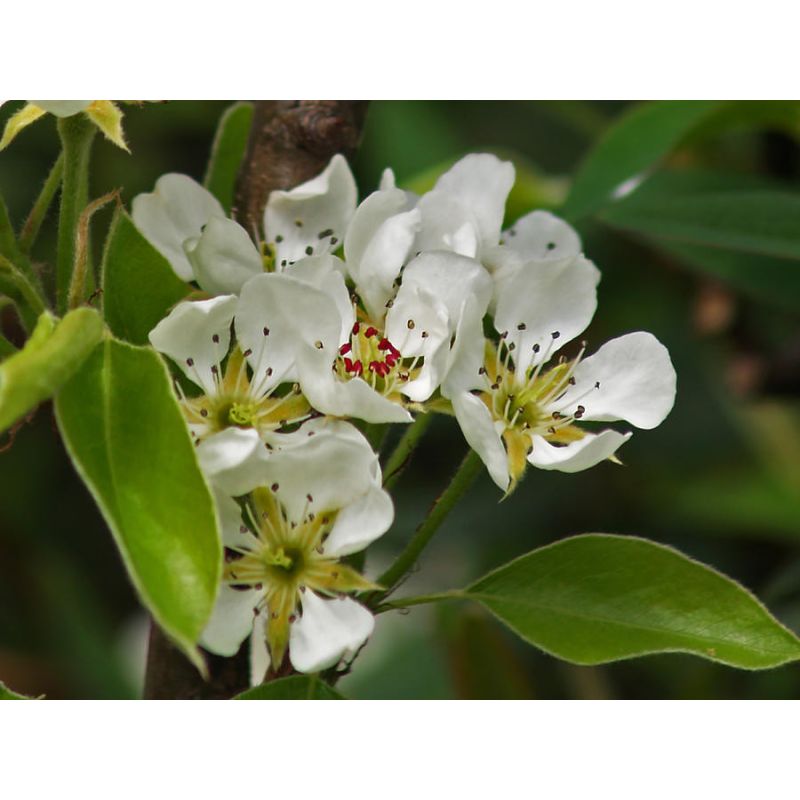 Pyrus Conference - oude boom