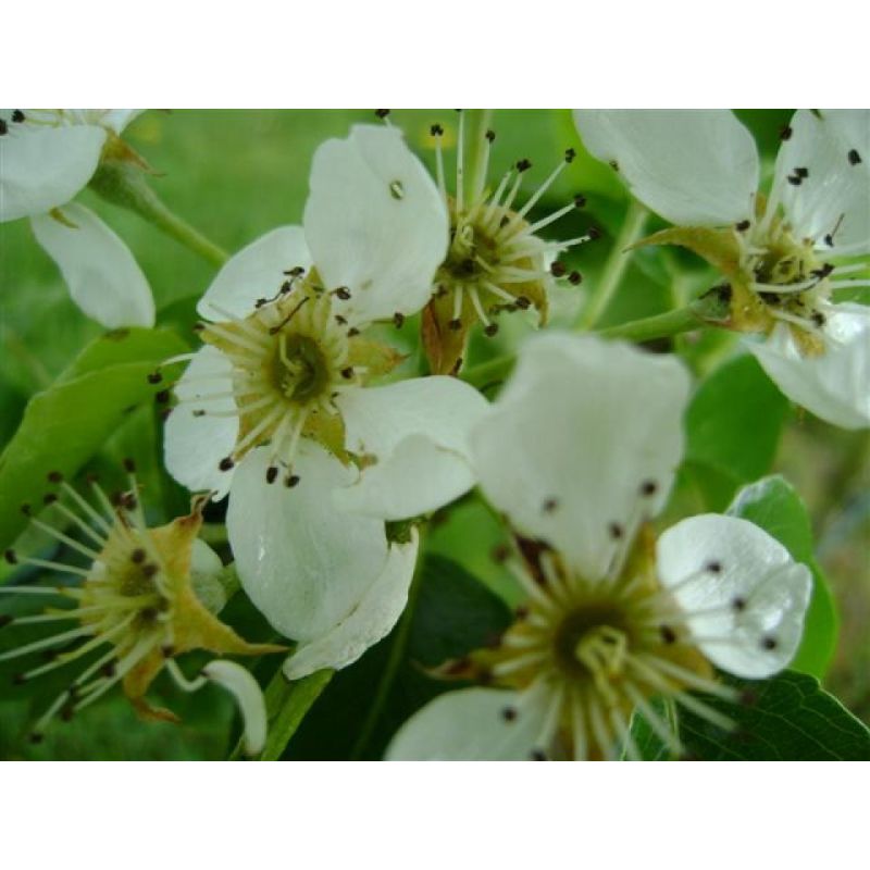 Pyrus Communis 'Doyenne du Comice' - leiboom