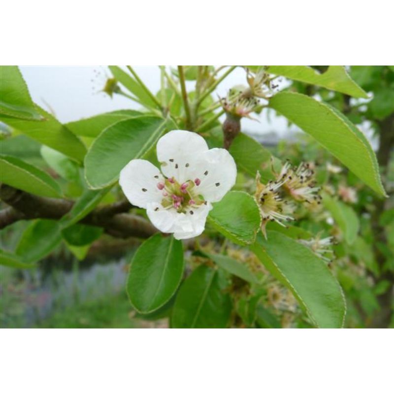 Pyrus Gieser Wildeman - leiboom hoogstam