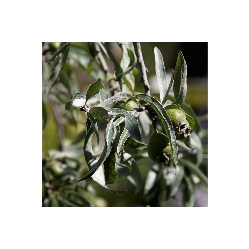 Pyrus Pendula - leiboom