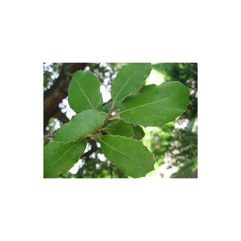 Quercus Ilex - leiboom