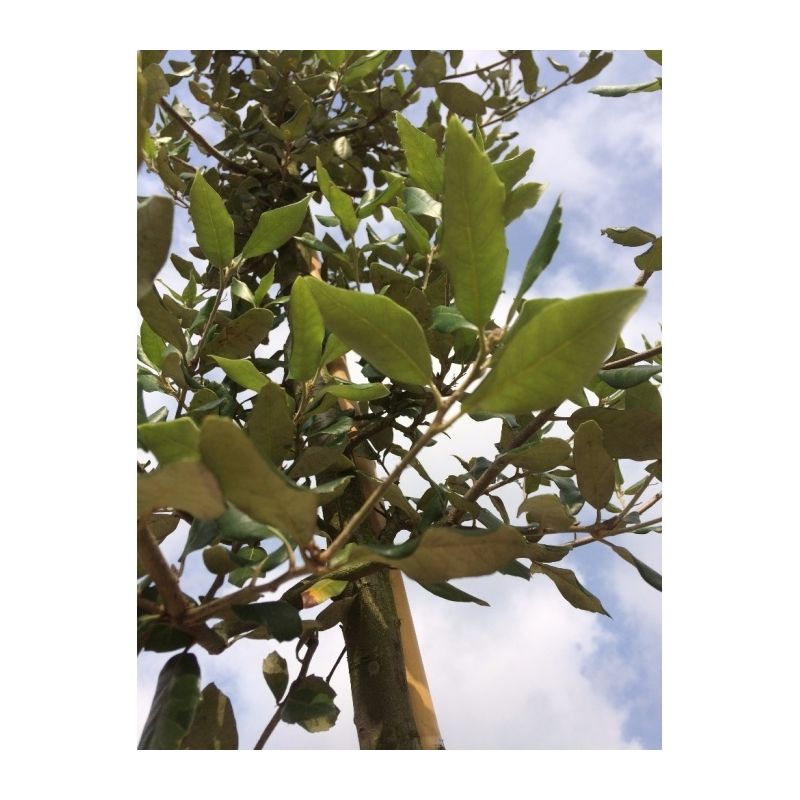 Quercus Ilex - solitair