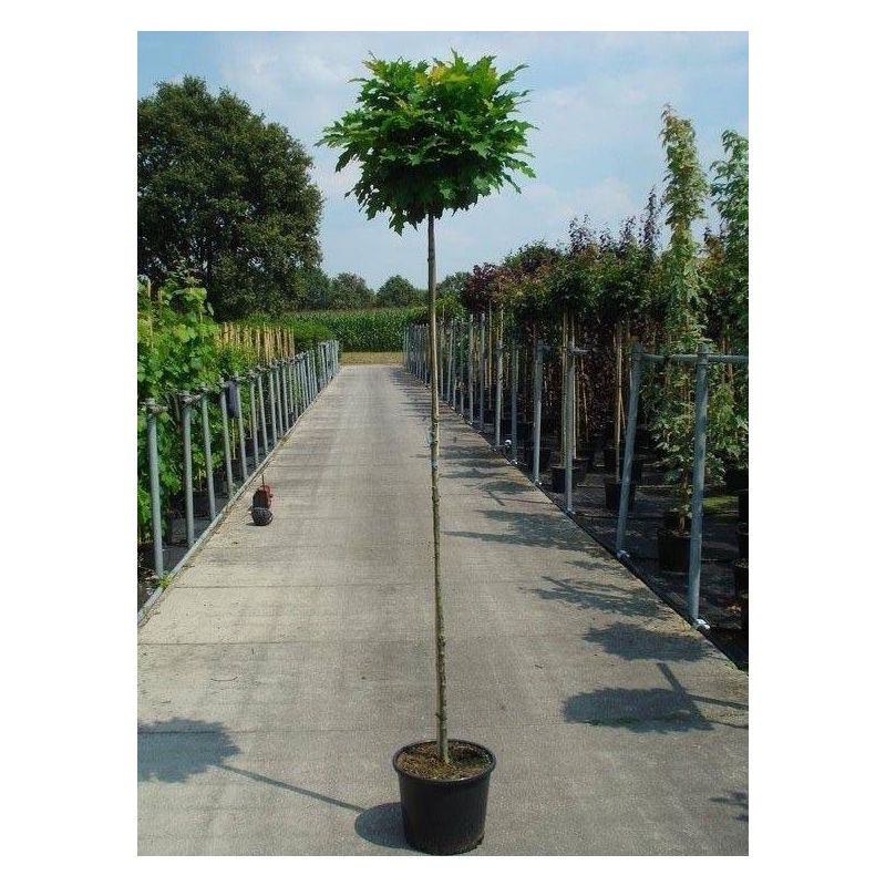 Quercus Green Dwarf