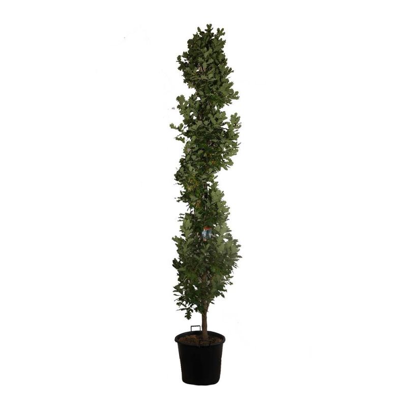 Quercus Robur Fastigiata Koster