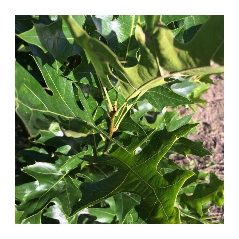 Quercus Palustris Green Pillar