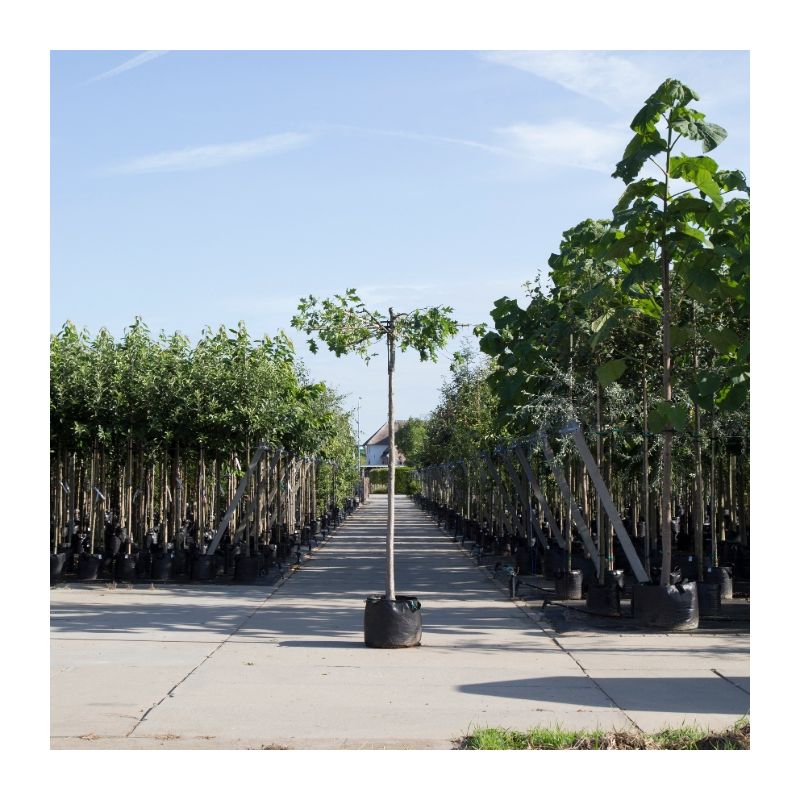 Quercus palustris - vierkant dak