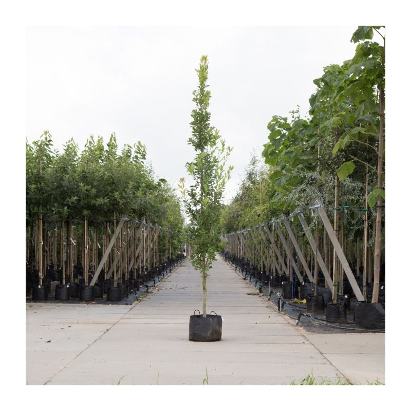 Quercus Fastigiata Koster