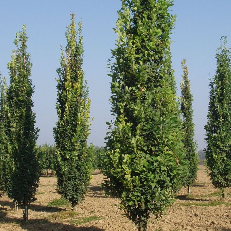 Quercus Fastigiata Koster