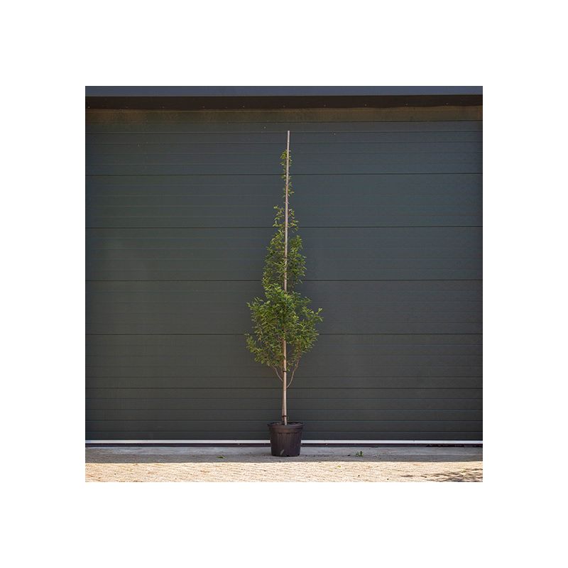 Amelanchier Canadensis 'Rainbow Pillar' - laagstam