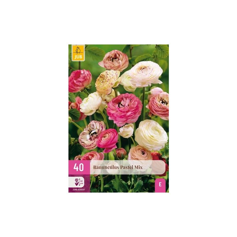 Ranunculus Pastel Mix - 40 stuks