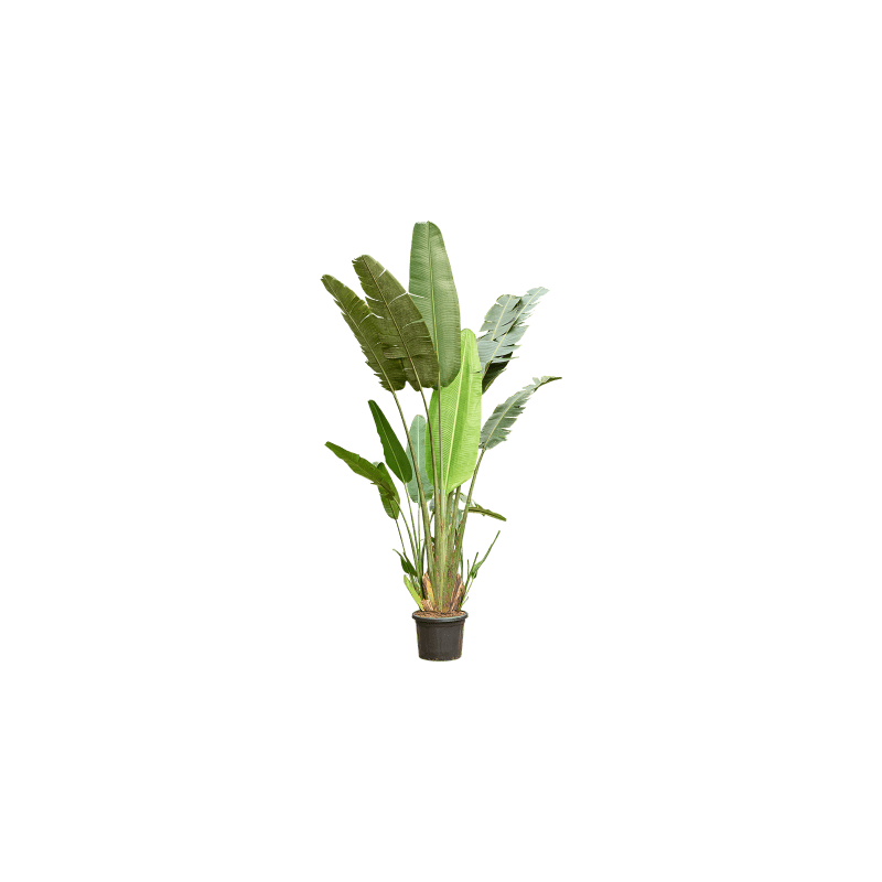 Ravenala madagascariensis
