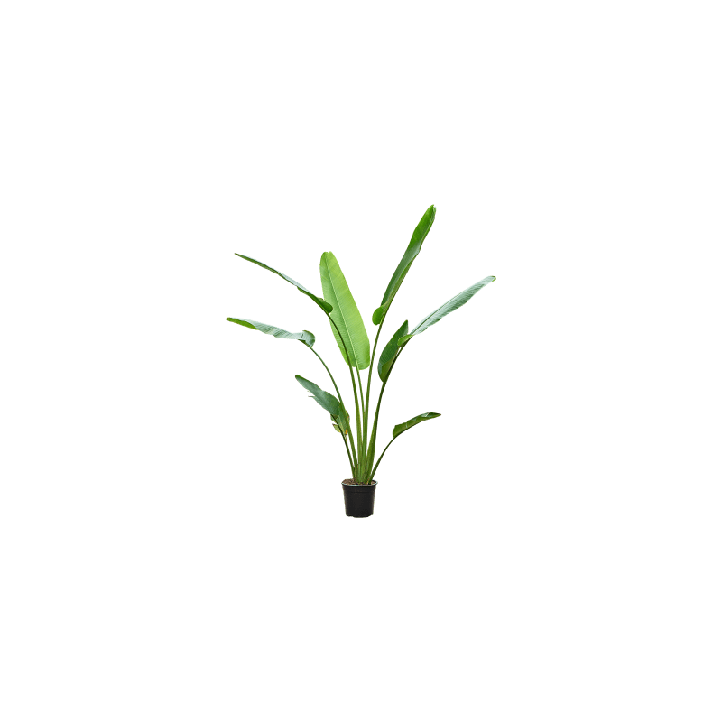 Ravenala madagascariensis