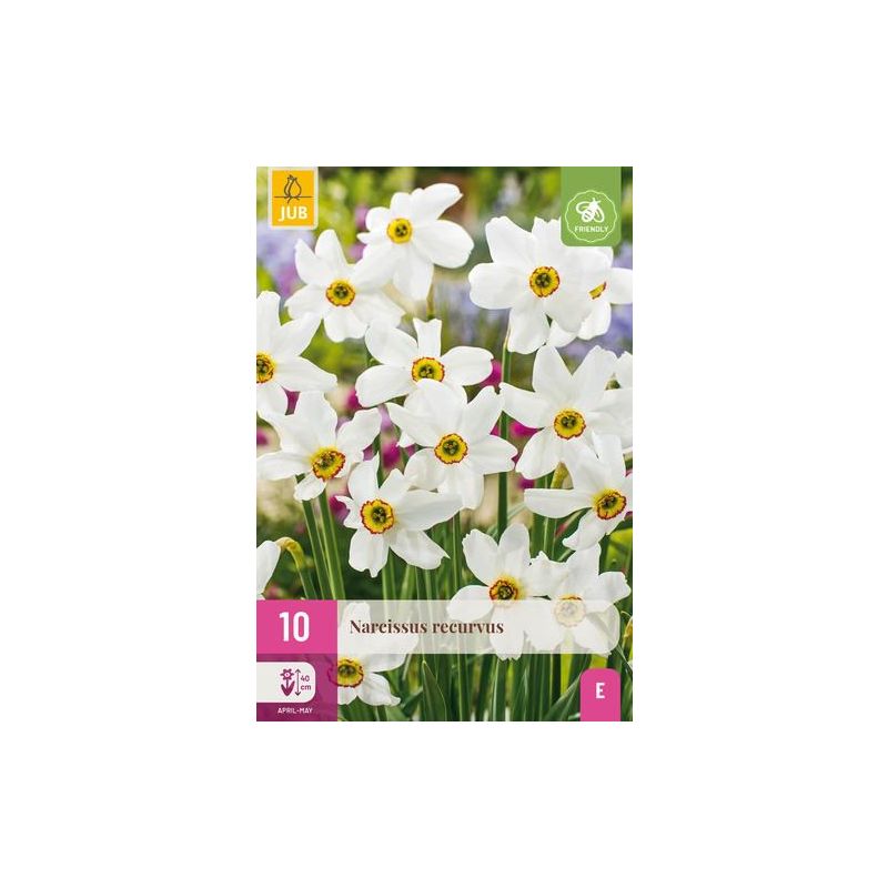 Narcissus Recurvus - 10 stuks
