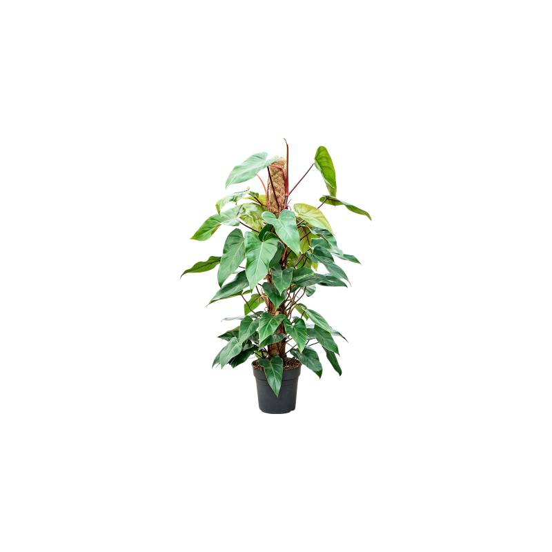 Philodendron Red Emerald