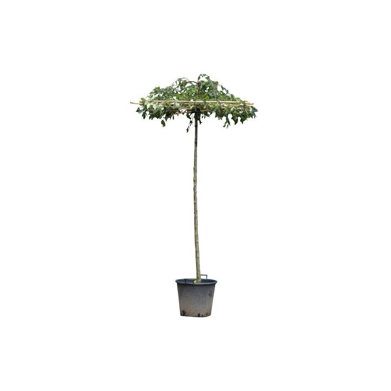 Malus Red Jade - dakboom