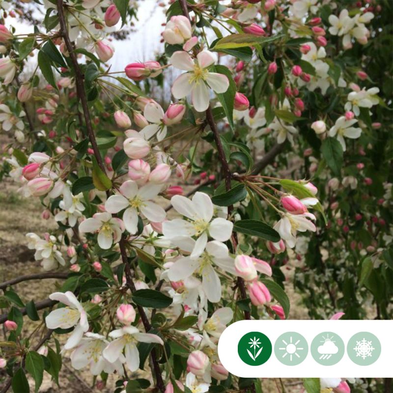 Malus Red Jade