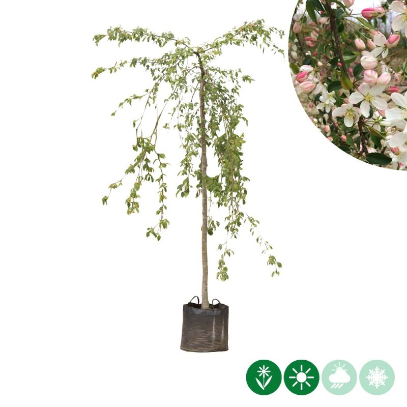 Malus Red Jade