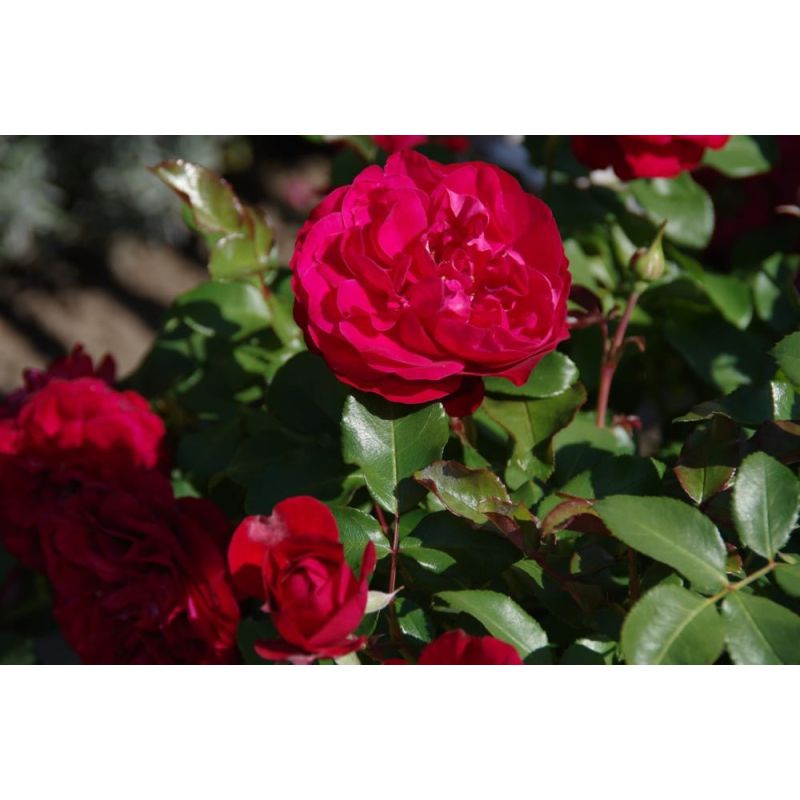 Rosa Red Meilove op stam