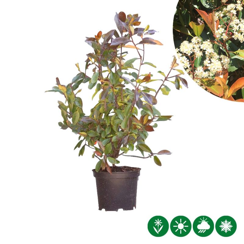 Photinia Red Robin - haag