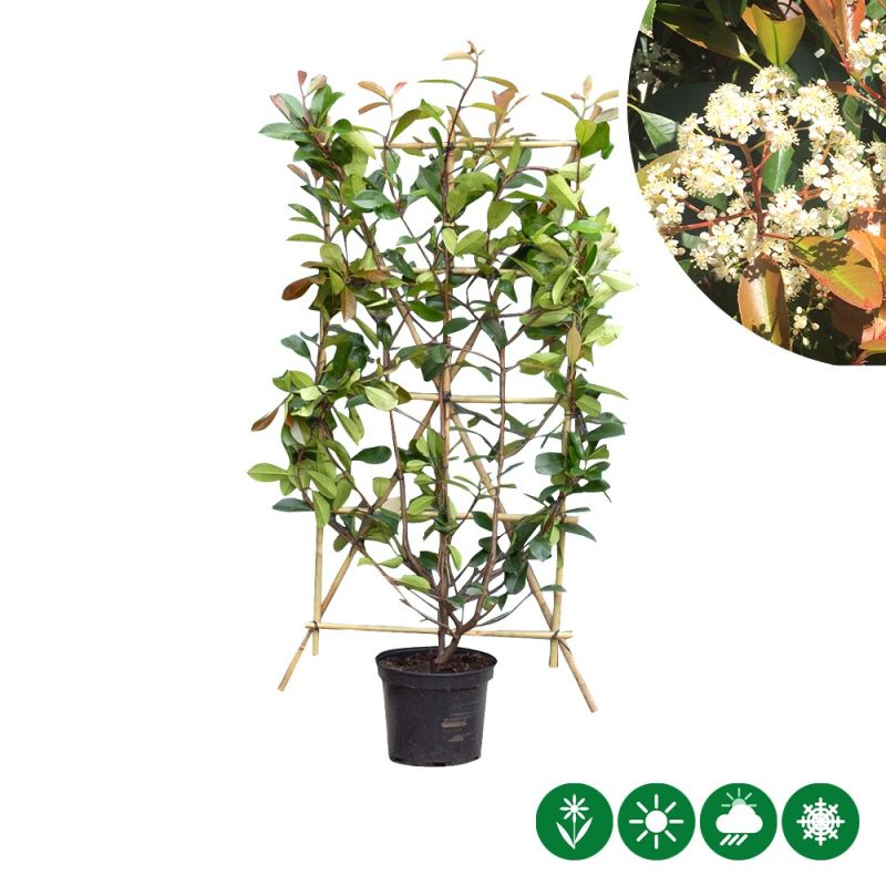 Photinia Red Robin - haagelement