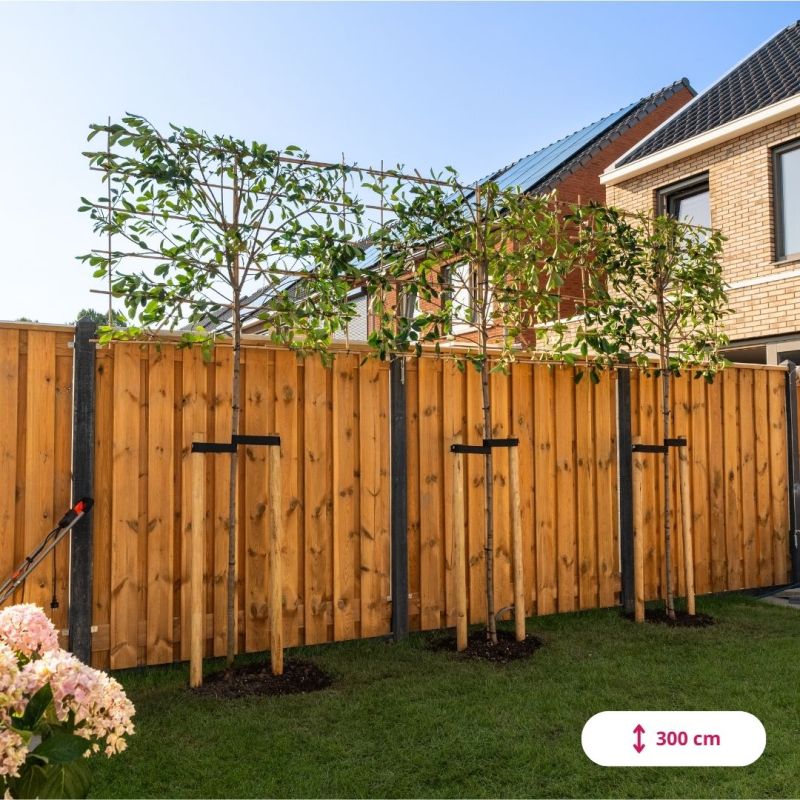Photinia Red Robin - leiboom volgroeid