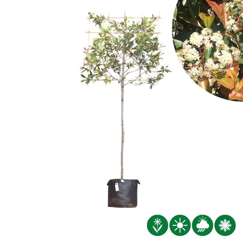 Photinia Red Robin - leiboom