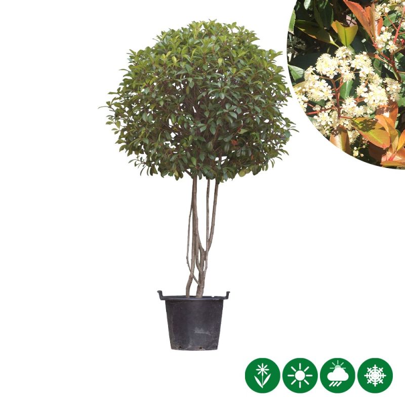 Photinia Red Robin - meerstammig