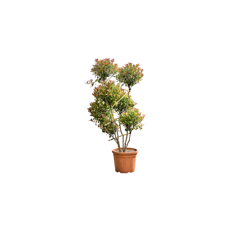 Photinia Red Robin - pon pon