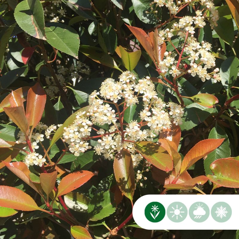 Photinia Red Robin - leiboom volgroeid