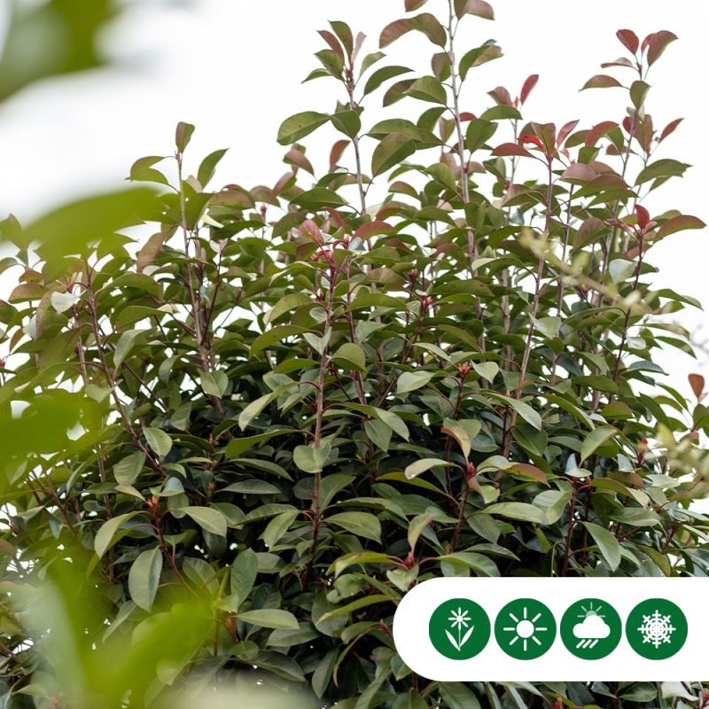 Photinia Red Robin - spiraal