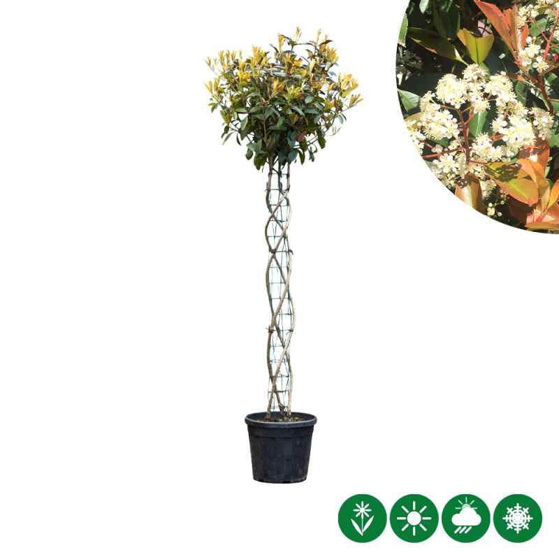 Photinia Red Robin - spiraal