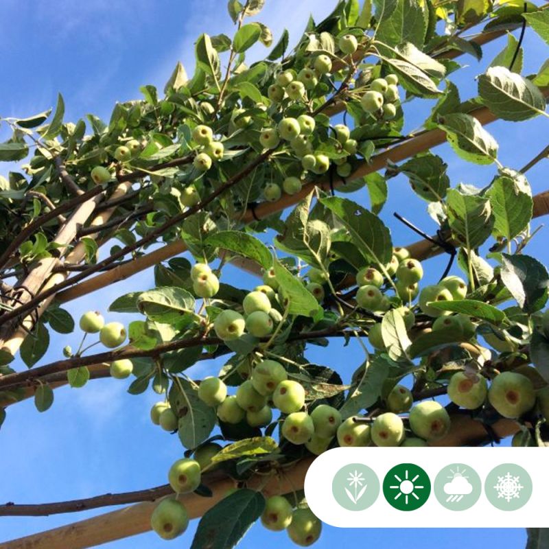 Malus Red Sentinel - leiboom