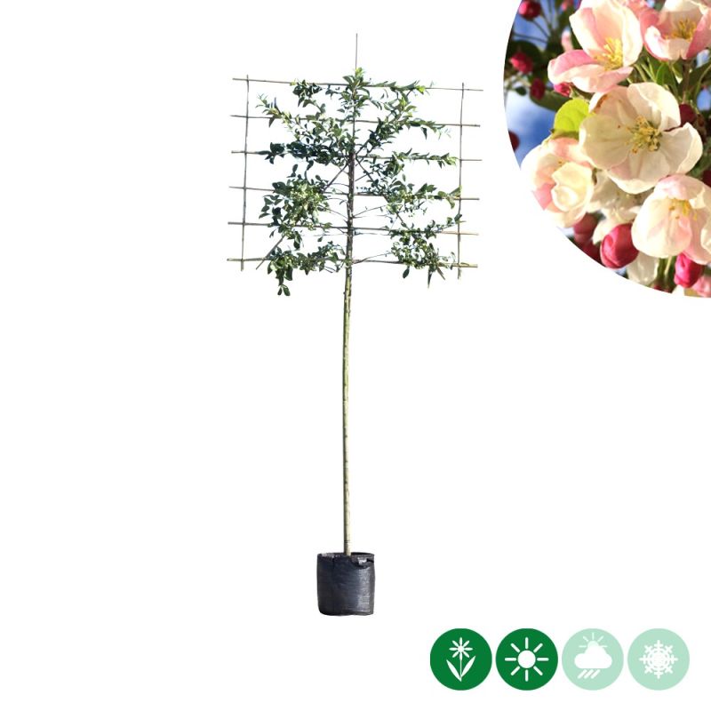 Malus Red Sentinel - leiboom