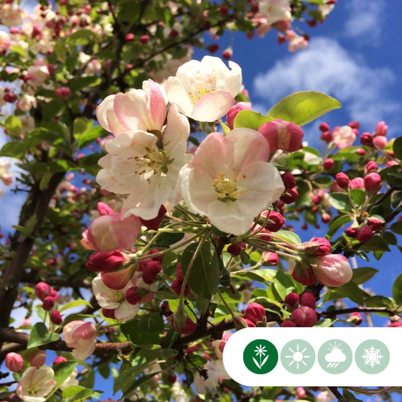 Malus Red Sentinel - leiboom