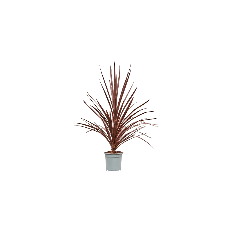 Cordyline Red Star