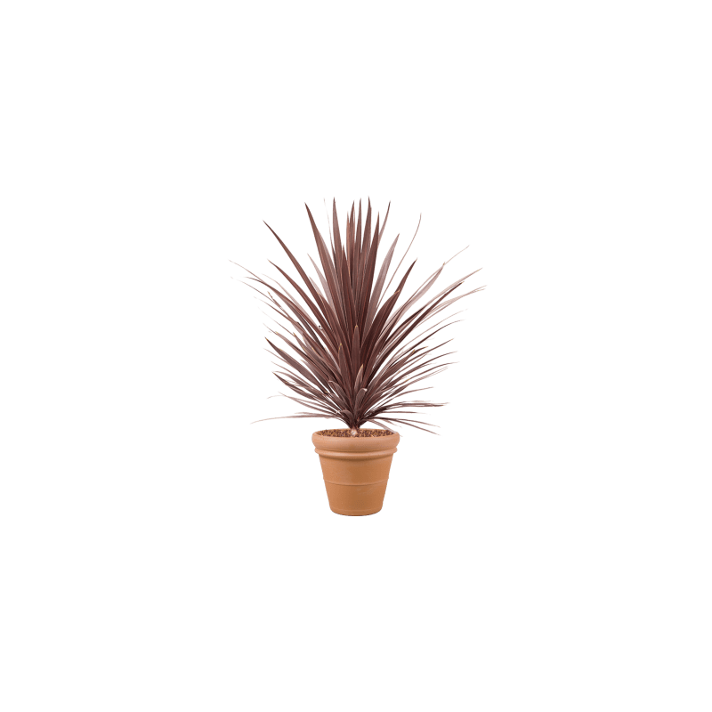 Cordyline Red Star