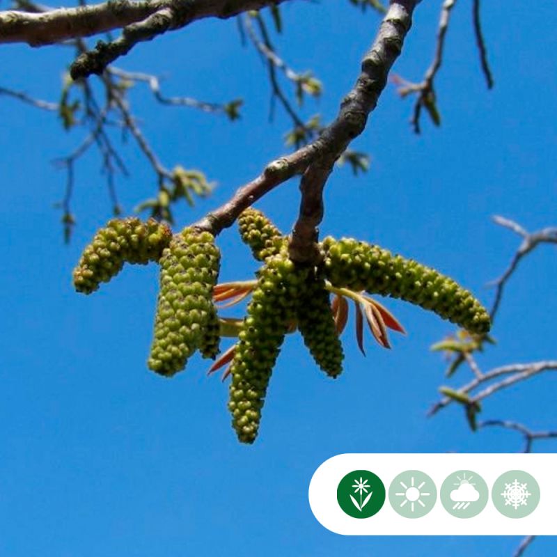 Juglans Regia 